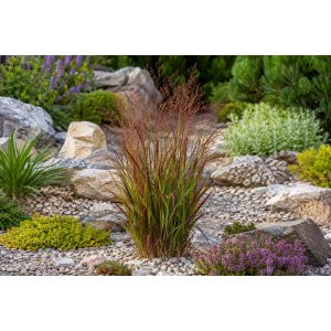 Proso prútnaté (Panicum virgatum) ‘SQUAW’ kont. C1,5L