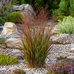 Proso prútnaté (Panicum virgatum) ‘SQUAW’ kont. C1,5L
