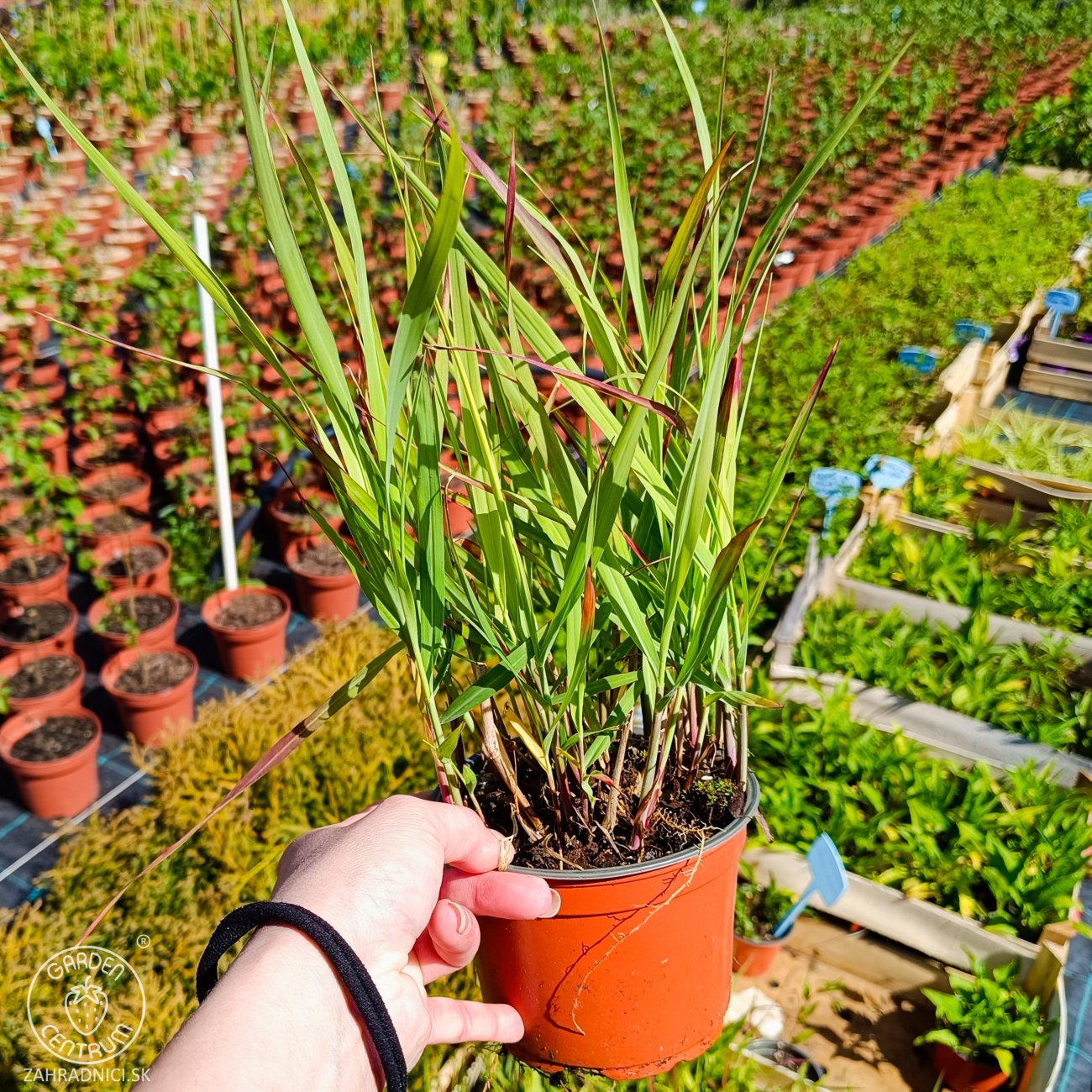 Obrázok Proso prútnaté (Panicum virgatum) ´SHENANDOAH´ - kont. C1,5L
