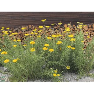 Rebríček obyčajný (Achillea filipendulina) ´SUMMER GOLD´ kont. P9