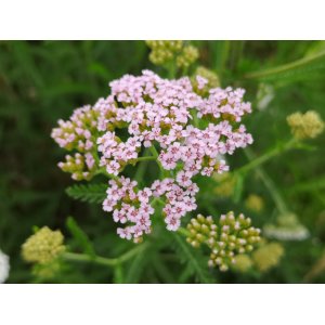 Rebríček obyčajný (Achillea millefolium) ´APFELBLUTE´ - P9
