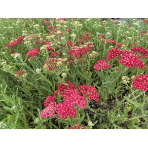Rebríček obyčajný (Achillea millefolium) ´CERISE QUEEN´ kont. P9