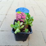 Rozchodník nádherný (Sedum spectabile) ´BRILANT´ kont. P9