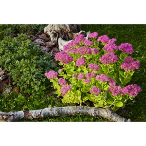 Rozchodník nádherný (Sedum spectabile) ´BRILANT´ kont. P9
