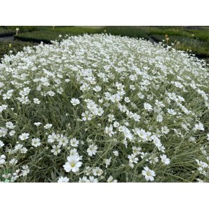 Rožec plstnatý (Cerastium tomentosum) kont. P9 
