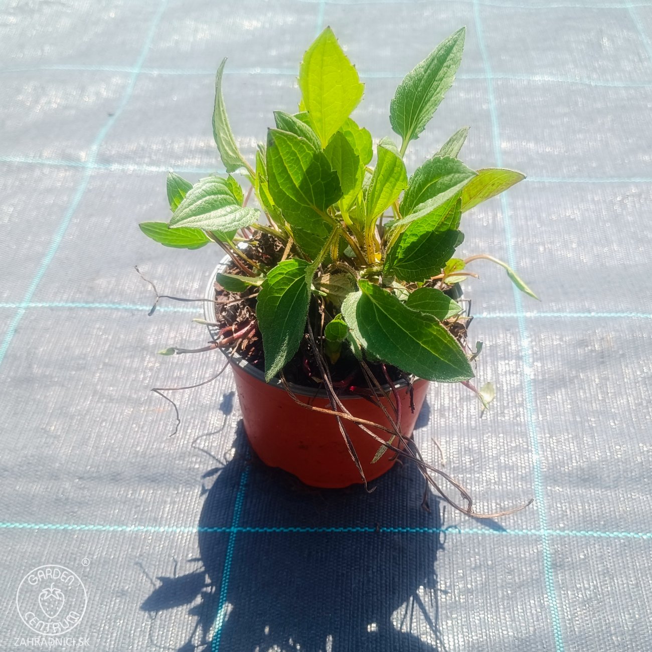 Obrázok Rudbekia žiarivá (Rudbeckia fulgida) ´GOLDSTURM´ - kont. C1,5L