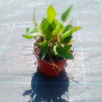 Rudbekia žiarivá (Rudbeckia fulgida) ´GOLDSTURM´ - kont. C1,5L