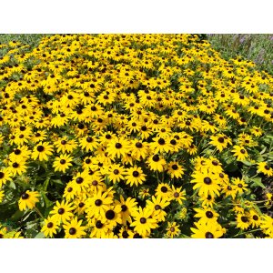Rudbekia žiarivá (Rudbeckia fulgida) ´GOLDSTURM´ kont. C2L/P9
