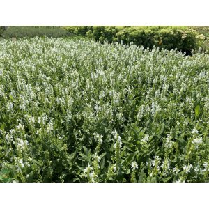 Šalvia hájna (Salvia nemorosa) ´ADRIAN´ kont. P9