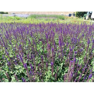 Šalvia hájna (Salvia nemorosa) ´OSTFRIESLAND´ kont. P9