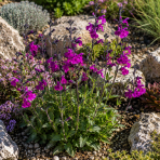 Šalvia (Salvia jamensis) ‘NACHTVLINDER’ - kont. P9/P11