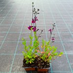 Šalvia (Salvia jamensis) ‘NACHTVLINDER’ - kont. P9/P11