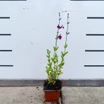Šalvia (Salvia jamensis) ‘NACHTVLINDER’ - kont. P9/P11