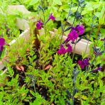 Šalvia (Salvia jamensis) ‘NACHTVLINDER’ - kont. P9/P11