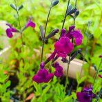 Šalvia (Salvia jamensis) ‘NACHTVLINDER’ - kont. P9/P11