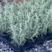 Santolína cypruštekovitá (Santolina chamaecyparissus) - výška 10-20 cm, kont. P9 (-23°C)