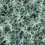 Santolína cypruštekovitá (Santolina chamaecyparissus) výška: 10-20 cm, kont. P9 (-23°C)