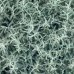 Santolína cypruštekovitá (Santolina chamaecyparissus) - výška 10-20 cm, kont. P9 (-23°C)