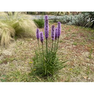Šuškarda klasnatá (Liatris spicata) ´KOBOLD´ kont. P9