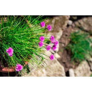 Trávnička trsnatá (armeria juniperifolia) 'NEW ZELAND FORM' kont. P9