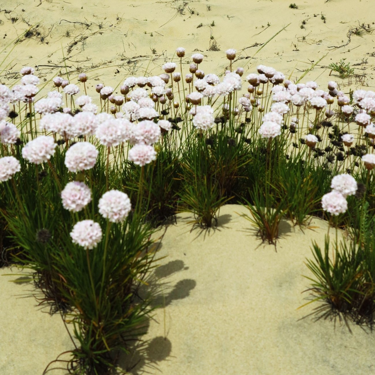 Obrázok Trávnička prímorská (Armeria maritima) 'ARMADA WHITE' – kont. P9
