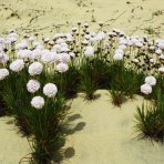 Trávnička prímorská (Armeria maritima) 'ARMADA WHITE' – kont. P9