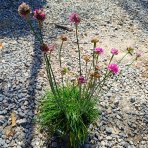 Trávnička trsnatá (armeria juniperifolia) 'ARMADA ROSE' - kont. P13
