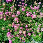 Trávnička trsnatá (armeria juniperifolia) 'ARMADA ROSE' - kont. P13