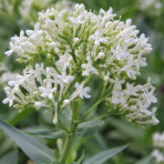 Valeriána červená (Centranthus ruber) ´ALBUS´ – výška 10-20 cm, kont. P9