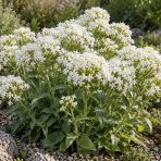 Valeriána červená (Centranthus ruber) ´ALBUS´ – výška 10-20 cm, kont. P9