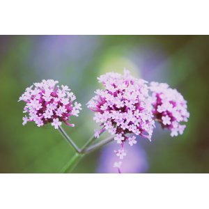Železník argentínsky (Verbena bonariensis) - kont. P9