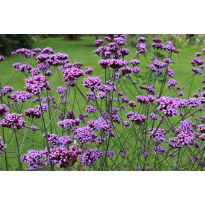 Železník argentínsky (Verbena bonariensis) ´LOLLIPOP´ - kont. P9