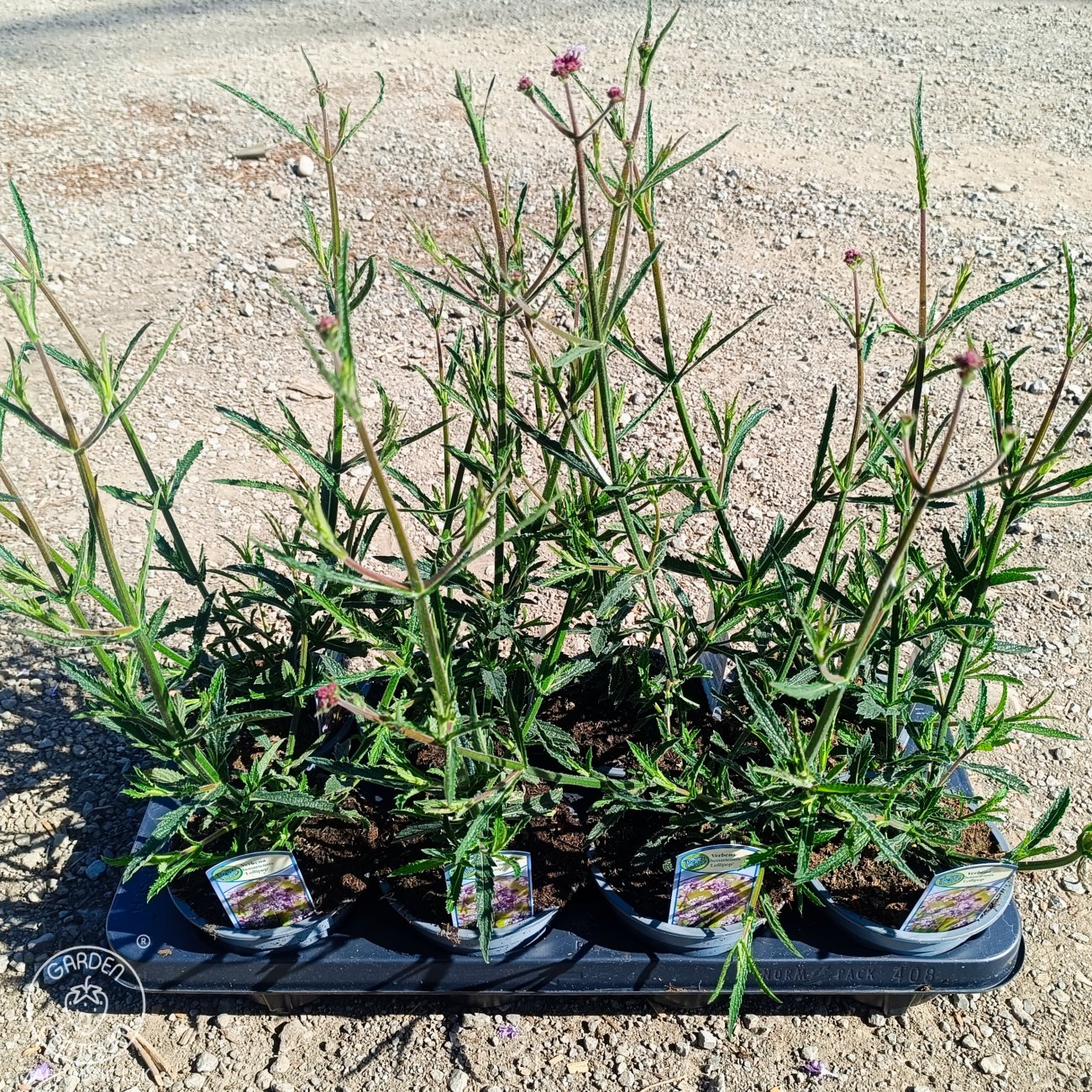Obrázok Železník argentínsky (Verbena bonariensis) ´LOLLIPOP´ - kont. P13