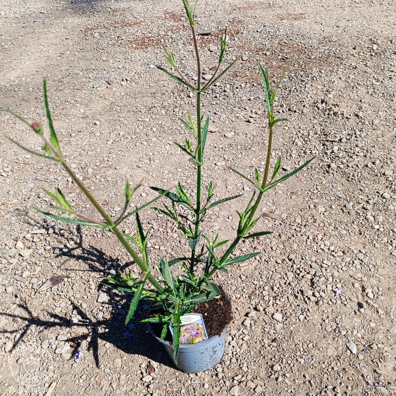 Obrázok Železník argentínsky (Verbena bonariensis) ´LOLLIPOP´ - kont. P13