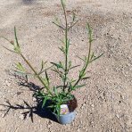 Železník argentínsky (Verbena bonariensis) ´LOLLIPOP´ - kont. P13