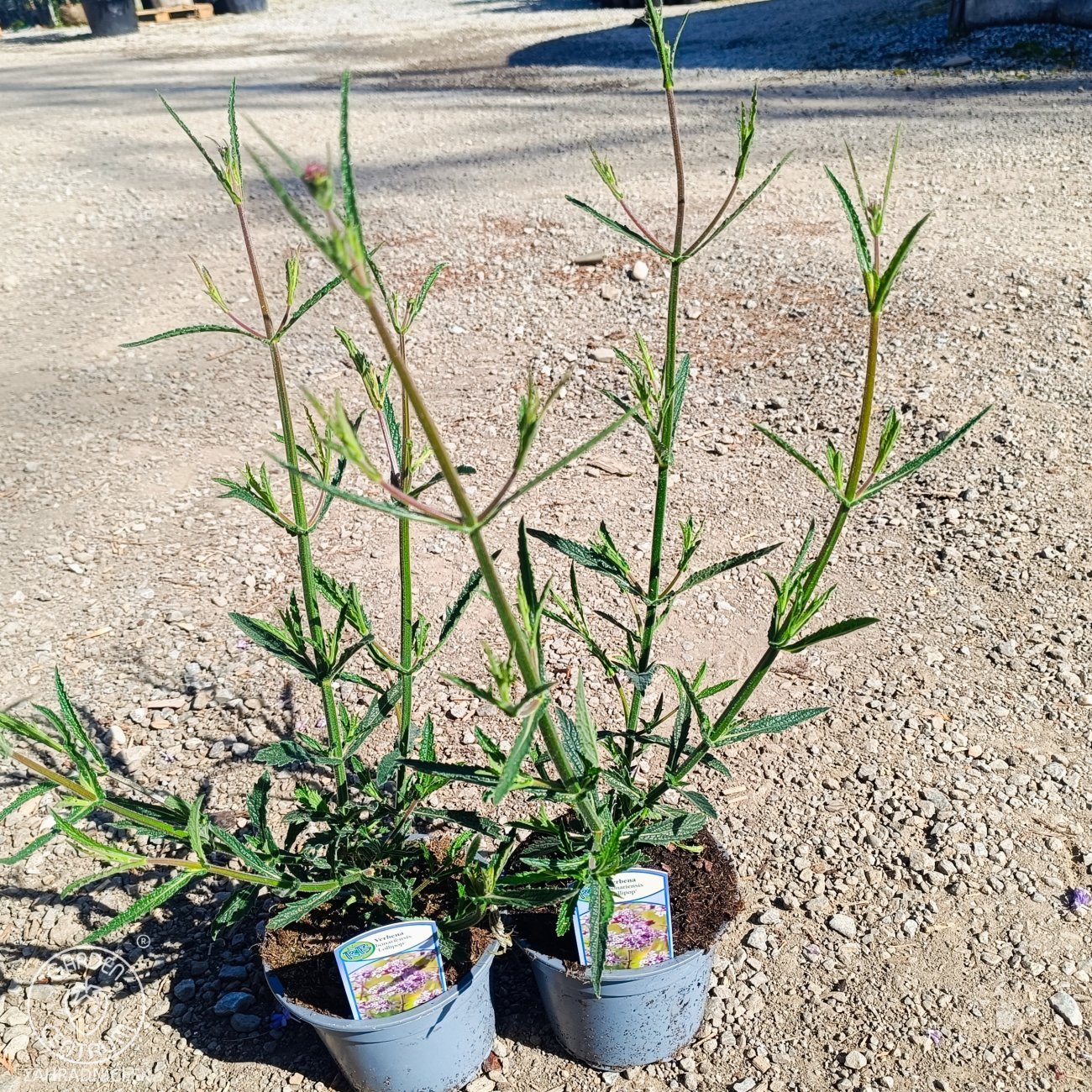 Obrázok Železník argentínsky (Verbena bonariensis) ´LOLLIPOP´ - kont. P13