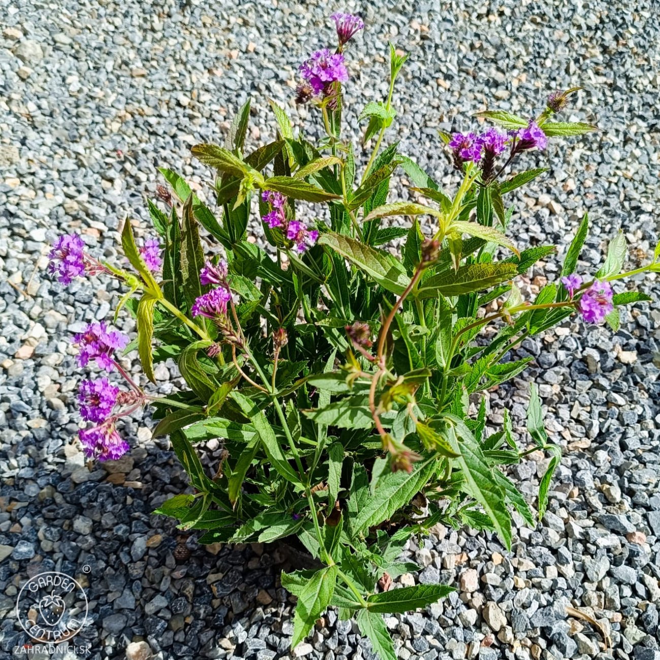 Obrázok Železník buenosaireský (Verbena bonariensis) - kont. C2L