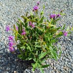 Železník buenosaireský (Verbena bonariensis) - kont. C2L