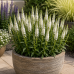 Veronika špicatá (Veronica spicata) ´ALBA´ - kont. C1L