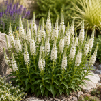 Veronika špicatá (Veronica spicata) ´ALBA´ - kont. C1L
