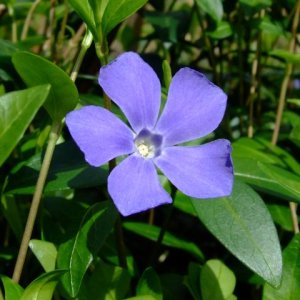 Zimozeleň väčšia (Vinca major) 30-50 cm, kont.C1.5L 