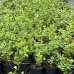 Zimozeleň väčšia (Vinca major) 30-50 cm, kont.C1.5L 