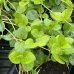 Zimozeleň väčšia (Vinca major) 30-50 cm, kont.C1.5L 