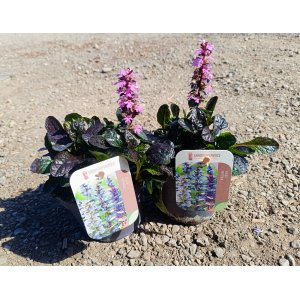 Zbehovec plazivý (Ajuga Reptans) ´BLACK SCALLOP´ - kont. P13