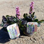 Zbehovec plazivý (Ajuga Reptans) ´BLACK SCALLOP´ - kont. P13