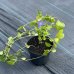 Zimozeleň väčšia (Vinca major) 30-50 cm, kont.C1.5L 