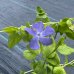 Zimozeleň väčšia (Vinca major) 30-50 cm, kont.C1.5L 
