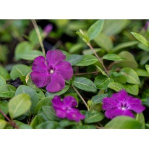 Zimozeleň menšia (Vinca minor) ´ATROPURPUREA´ kont. P9