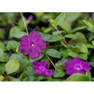 Zimozeleň menšia (Vinca minor) ´ATROPURPUREA´, kont. P9