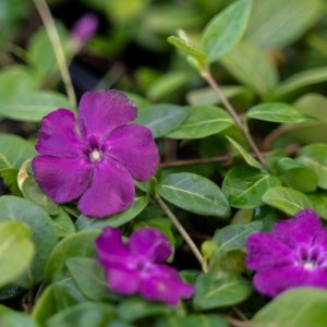 Zimozeleň menšia (Vinca minor) ´ATROPURPUREA´, kont. C1.5L